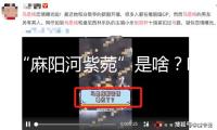 “麻陽河紫菀”是啥？咋發(fā)現(xiàn)的？