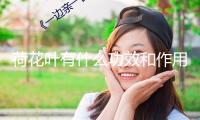 荷花葉有什么功效和作用