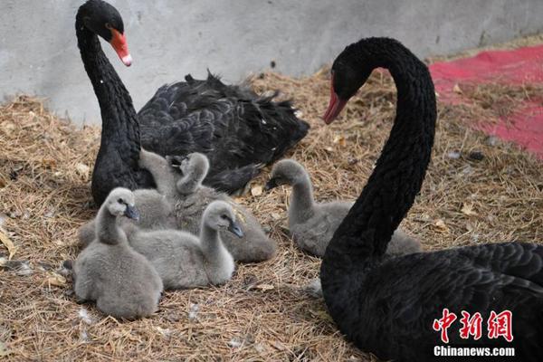 【黑料爆料吃瓜24不打烊】當(dāng)?shù)刈龊孟嚓P(guān)方針解讀