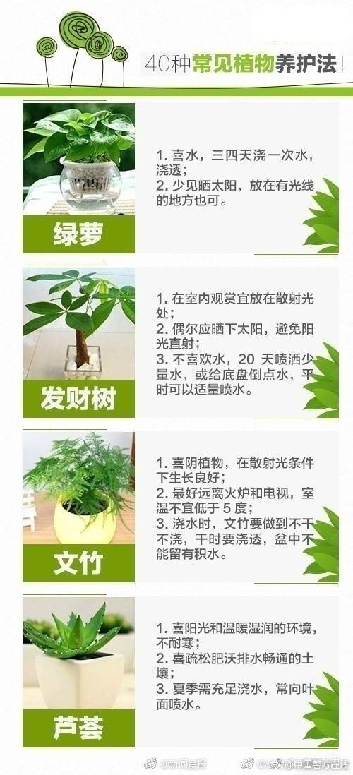 【網(wǎng)紅吃瓜】桑樹的起泡成熟果實