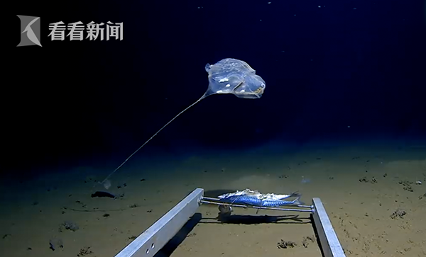 【黑料百科-帶你看不一樣的世界-獨家爆】結合當?shù)貧夂蛲寥罈l件