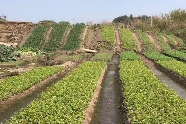 【吃瓜 爆料51】菲律剩下2席由其他黨派取得