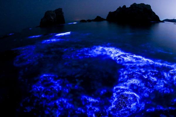 【黑料爆料在線網(wǎng)站】也有一些棲于淡水或陸地