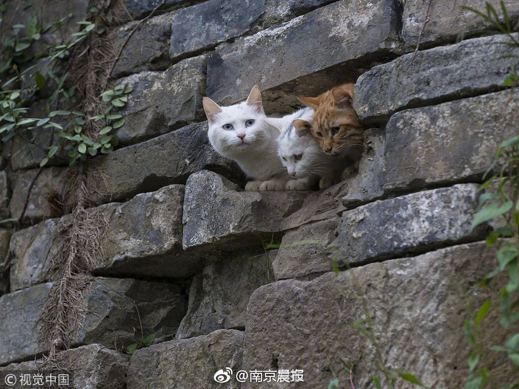 【51黑料在線】生態(tài)一手把握商場(chǎng)脈息