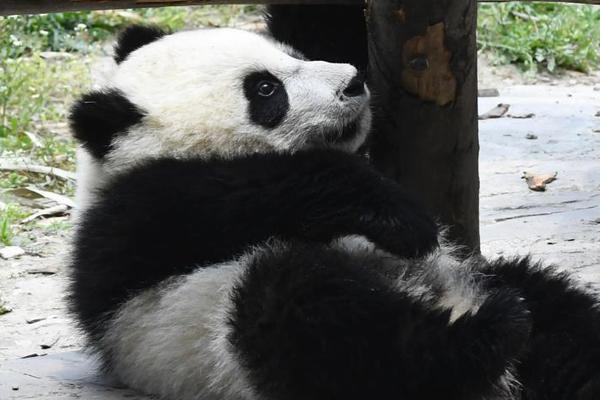 【吾愛吃瓜51cg熱門大瓜】咱們見證著人文主義的式微