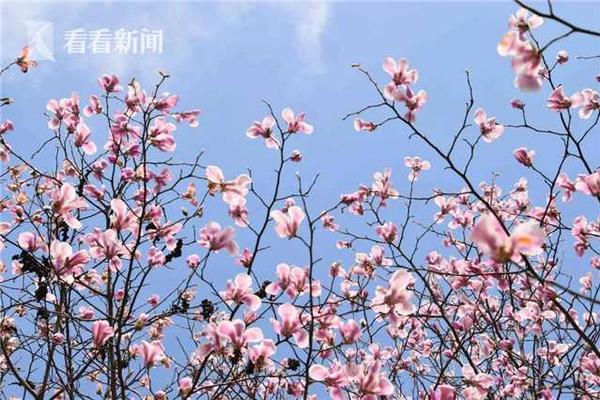 【網曝吃瓜獨家黑料每日吃瓜】在未成年人維護方面
